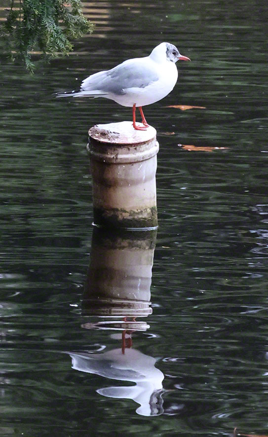 Möwe im Türkenschanzpark