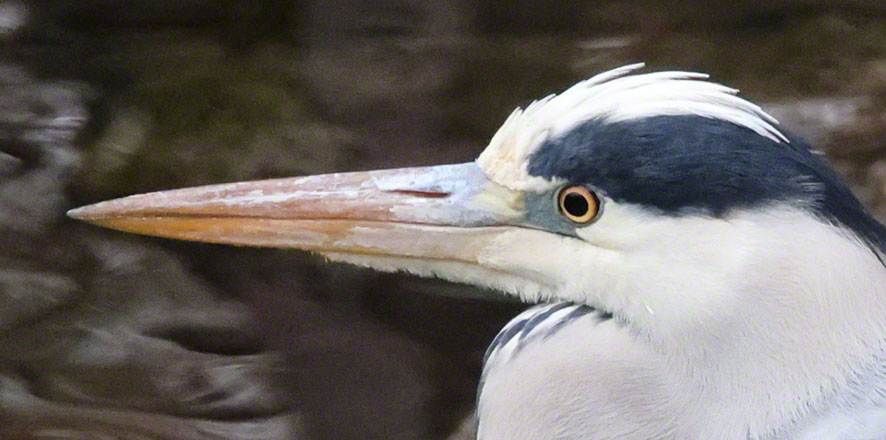 Graureiher im Türkenschanzpark