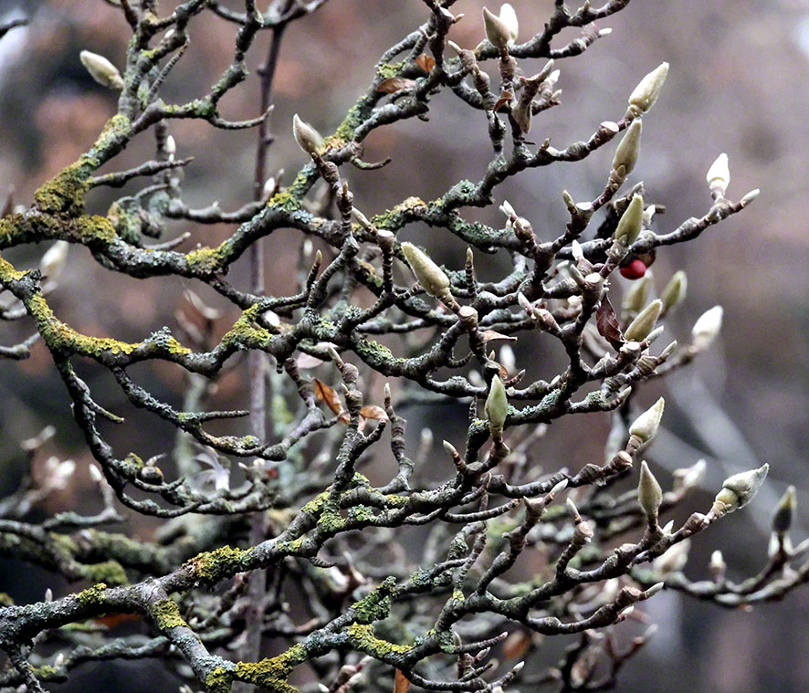 Knospen