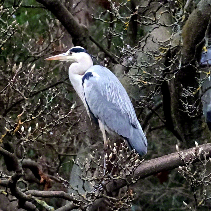 Graureiher im Türkenschanzpark