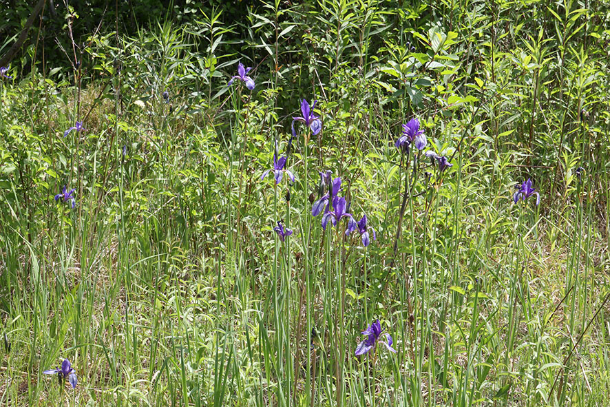 Sibirische Schwertlilie – Iris sibirica